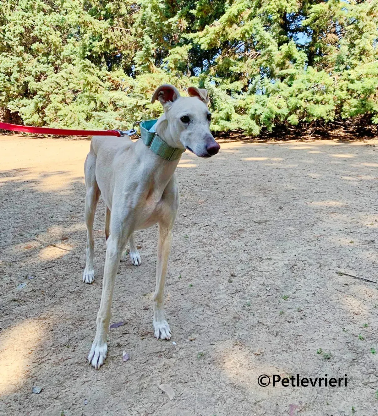 Meno galgo adozione pet levrieri onlus 9