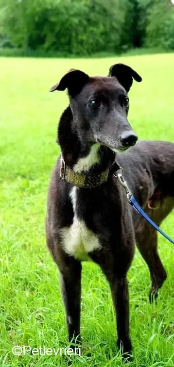 Messiah adozione levrieri greyhound 1