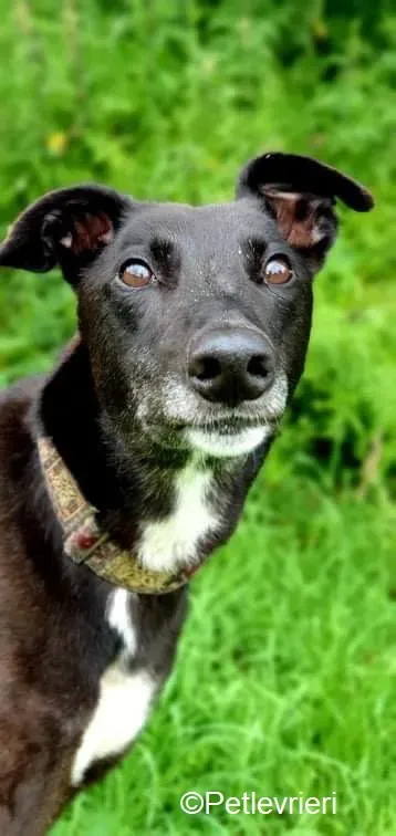 Messiah adozione levrieri greyhound 3