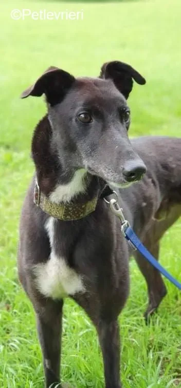 Messiah adozione levrieri greyhound 4