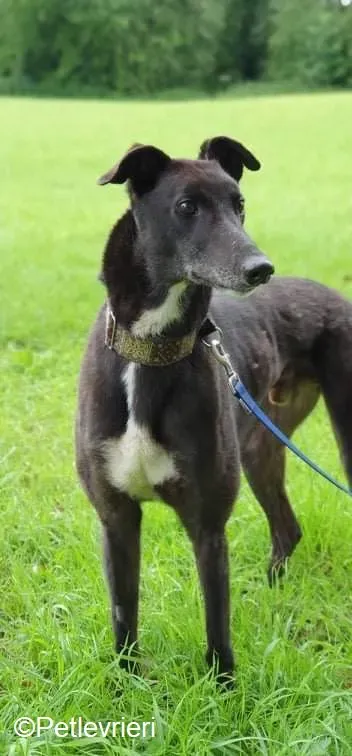 Messiah adozione levrieri greyhound 5