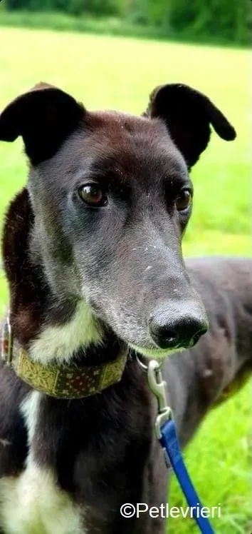 Messiah adozione levrieri greyhound 7