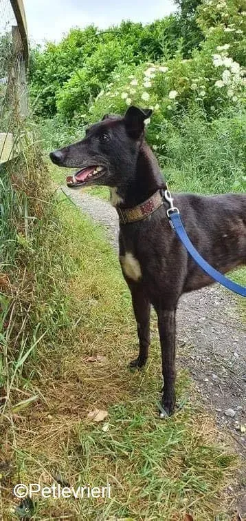 Messiah adozione levrieri greyhound 8