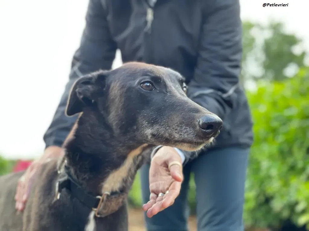 Messiah greyhound adozione levrieri 1