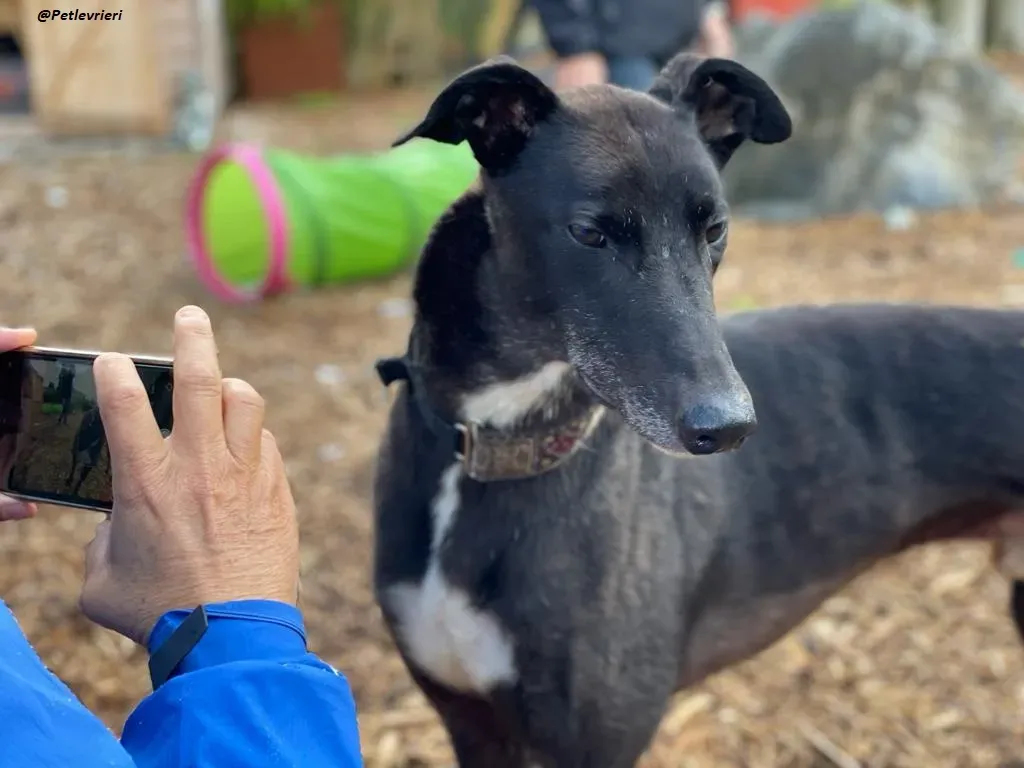 Messiah greyhound adozione levrieri 10