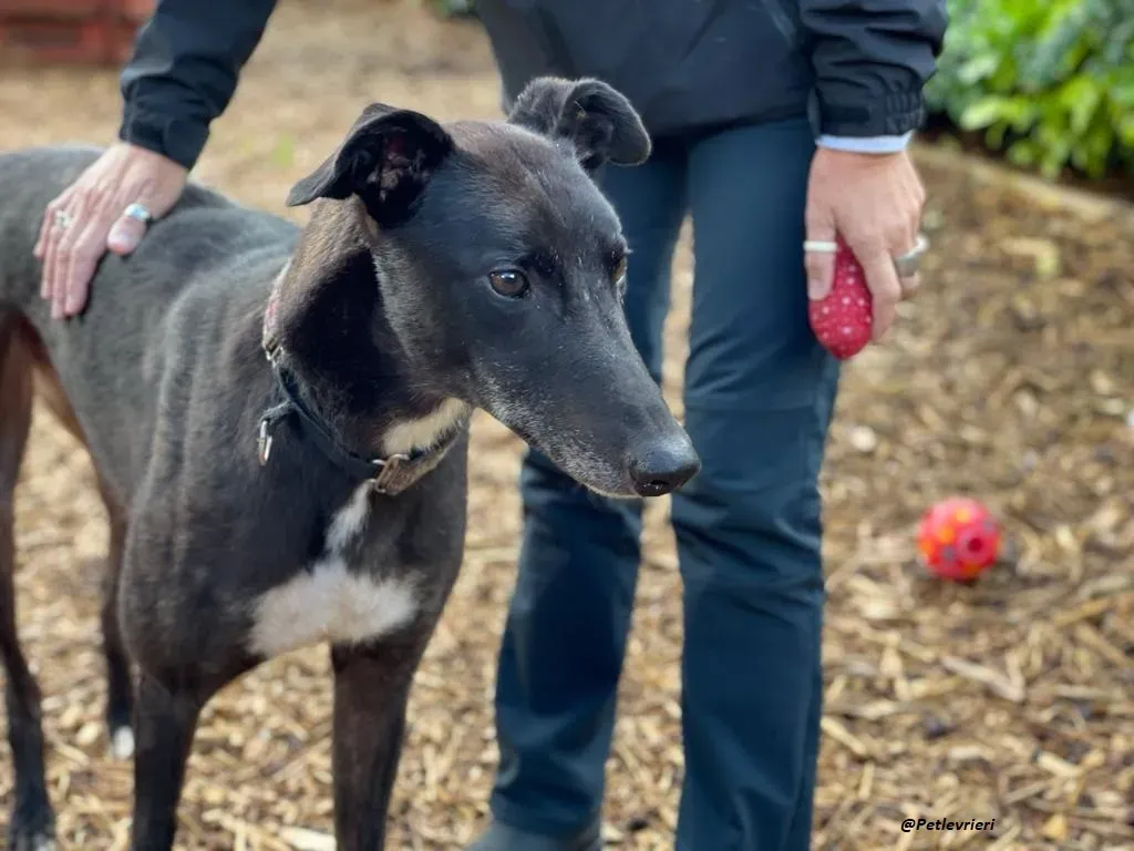 Messiah greyhound adozione levrieri 11