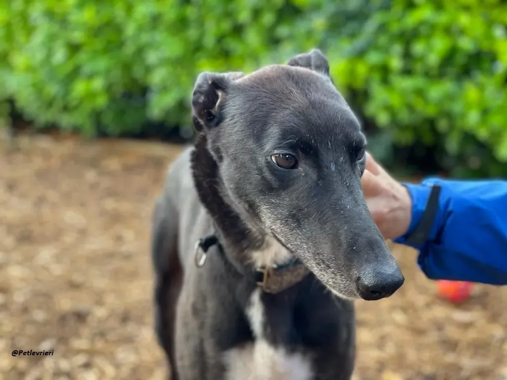 Messiah greyhound adozione levrieri 12