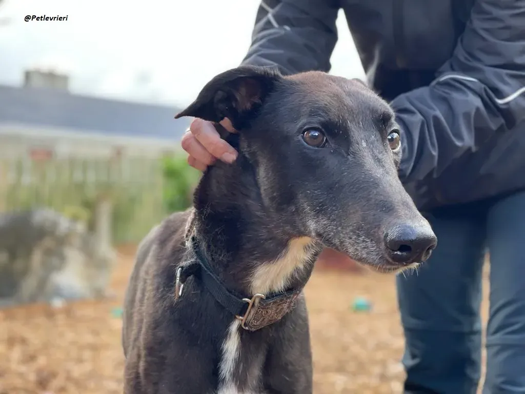 Messiah greyhound adozione levrieri 13