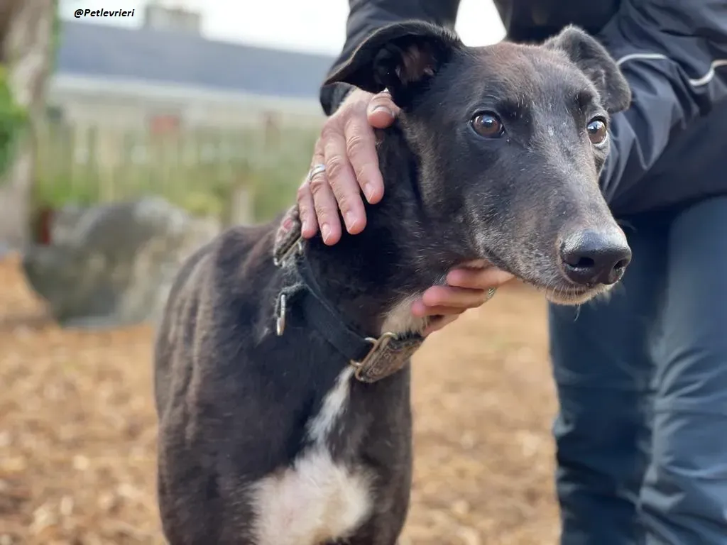 Messiah greyhound adozione levrieri 14