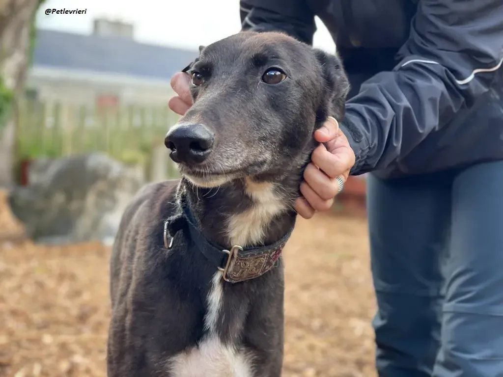 Messiah greyhound adozione levrieri 15