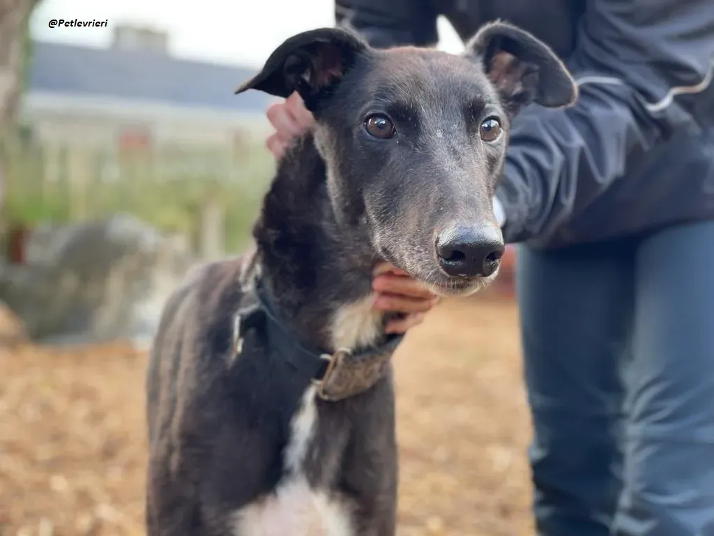 Messiah greyhound adozione levrieri 16