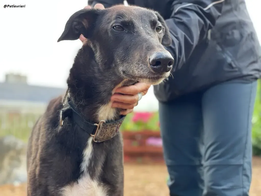 Messiah greyhound adozione levrieri 17