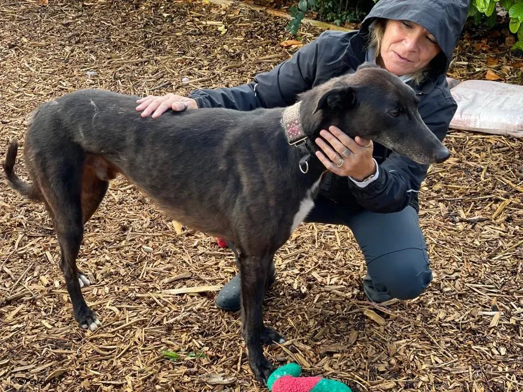 Messiah greyhound adozione levrieri 18