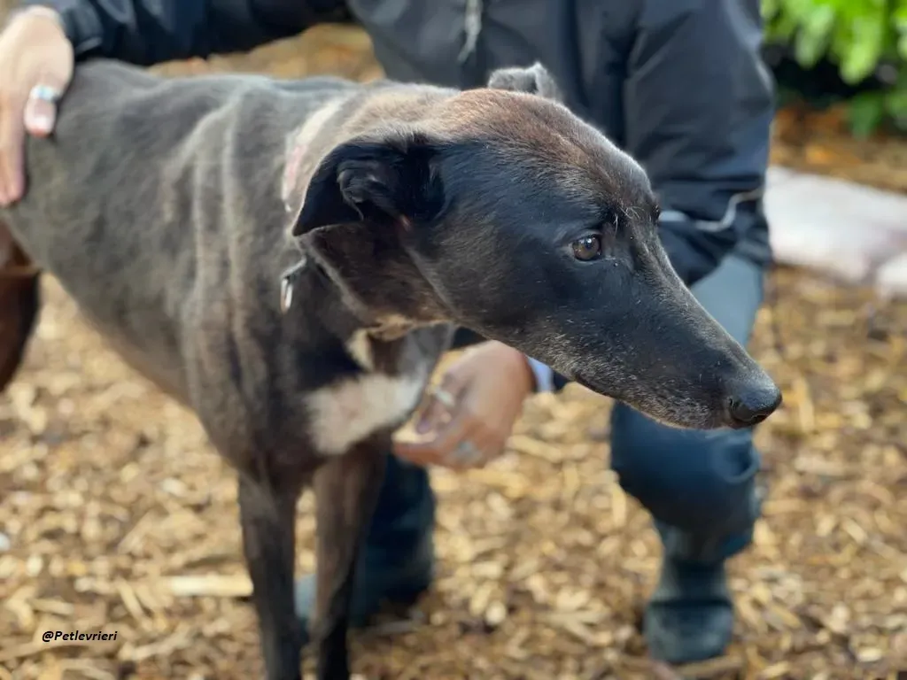 Messiah greyhound adozione levrieri 2