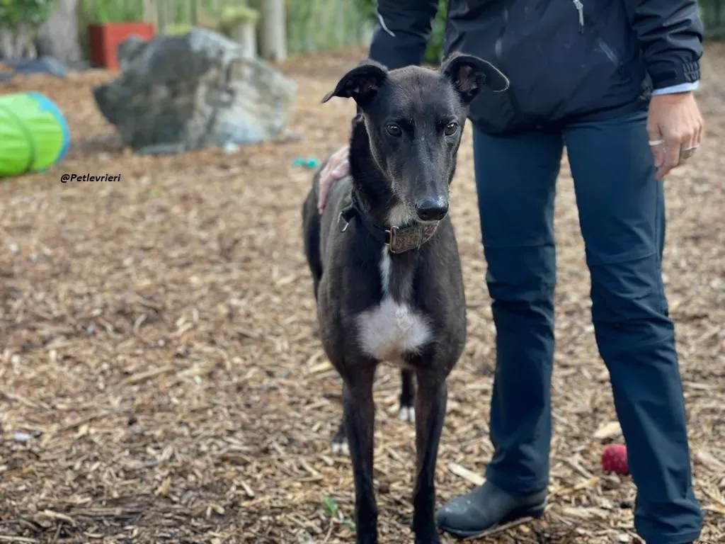 Messiah greyhound adozione levrieri 3