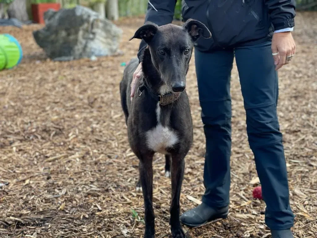 Messiah greyhound adozione levrieri 4