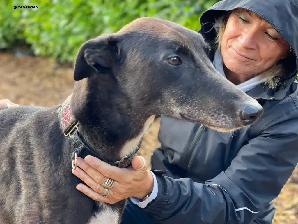 Messiah greyhound adozione levrieri 5