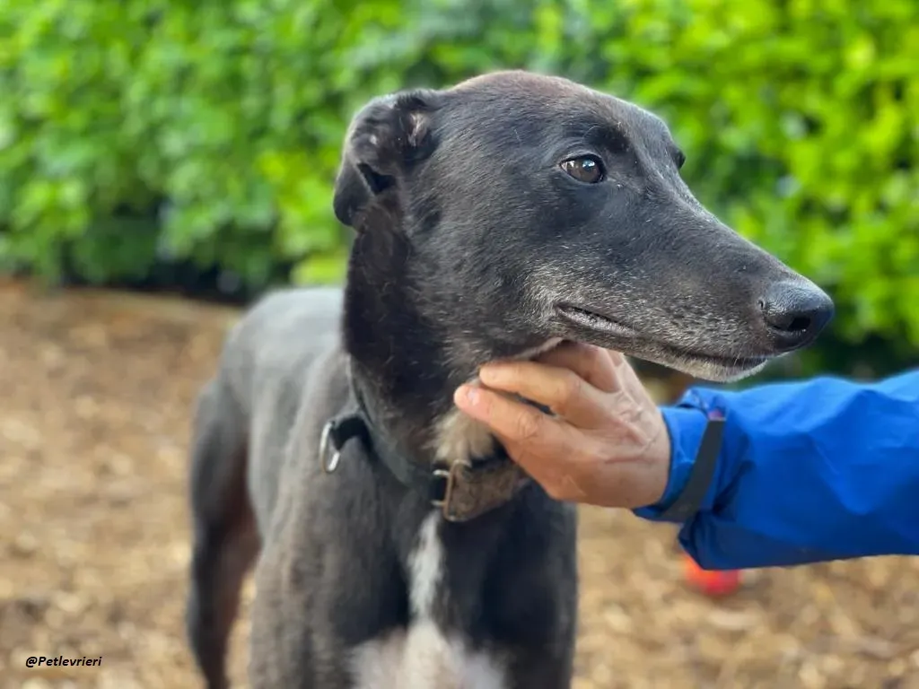 Messiah greyhound adozione levrieri 6