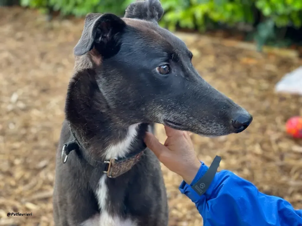 Messiah greyhound adozione levrieri 7
