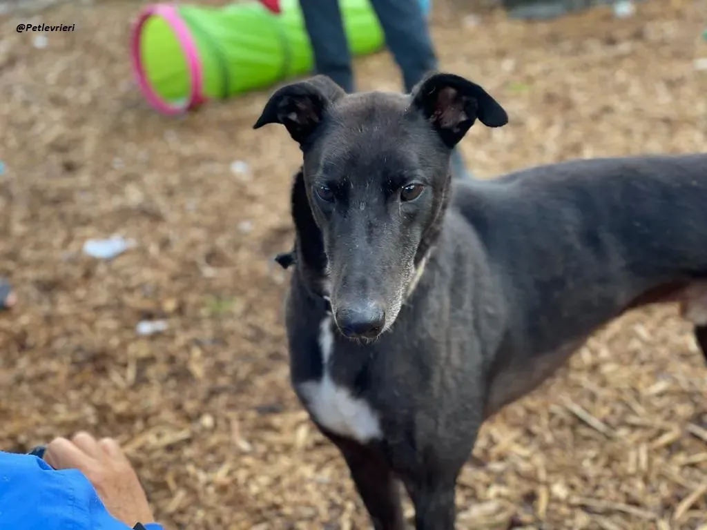 Messiah greyhound adozione levrieri 8