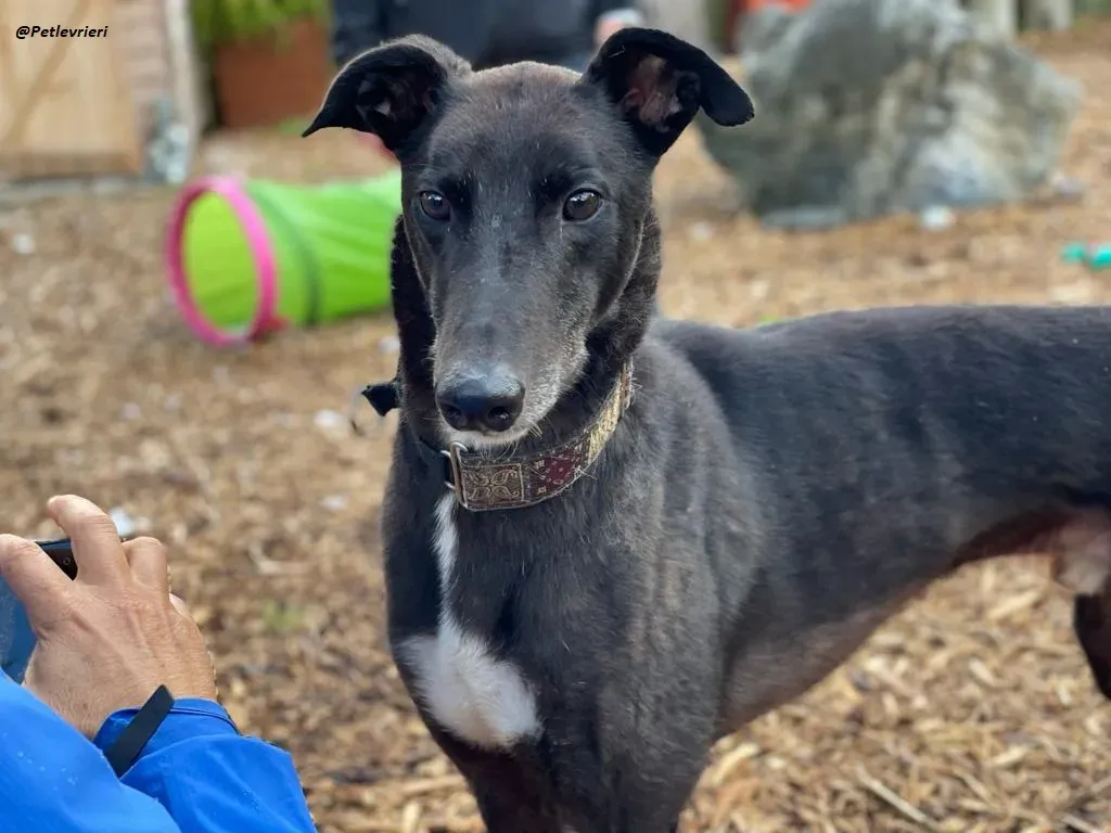 Messiah greyhound adozione levrieri 9