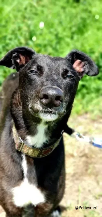 Messiah greyhound daddy adozionelevrieri 1