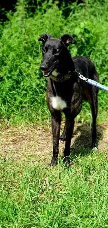 Messiah greyhound daddy adozionelevrieri 2