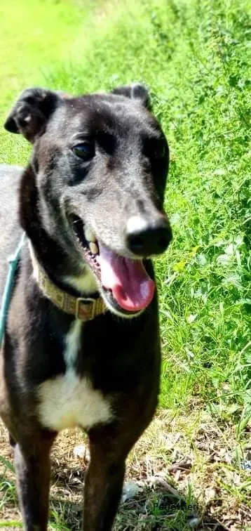 Messiah greyhound daddy adozionelevrieri 3