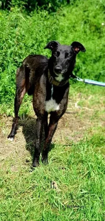 Messiah greyhound daddy adozionelevrieri 5
