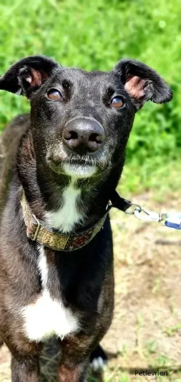 Messiah greyhound daddy adozionelevrieri 6