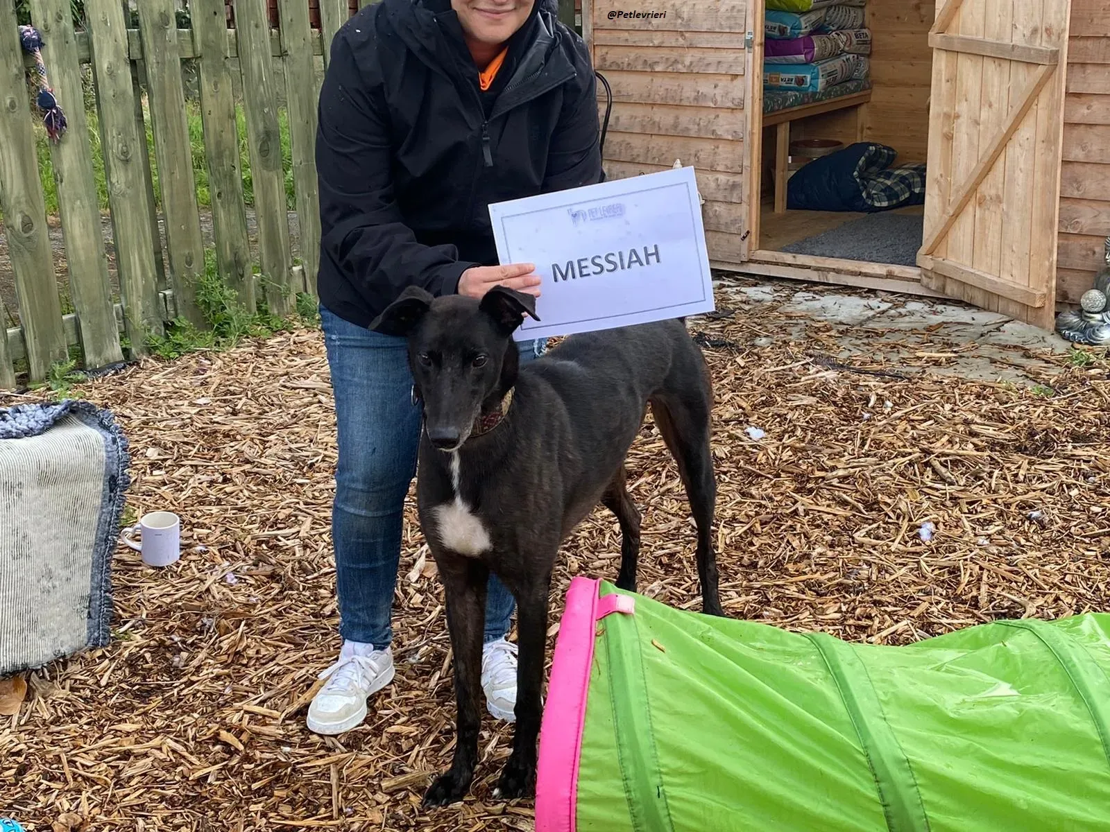 Messiah.greyhound.adozione levrieri 1