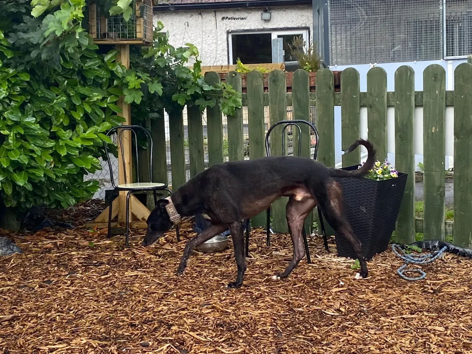 Messiah.greyhound.adozione levrieri 10