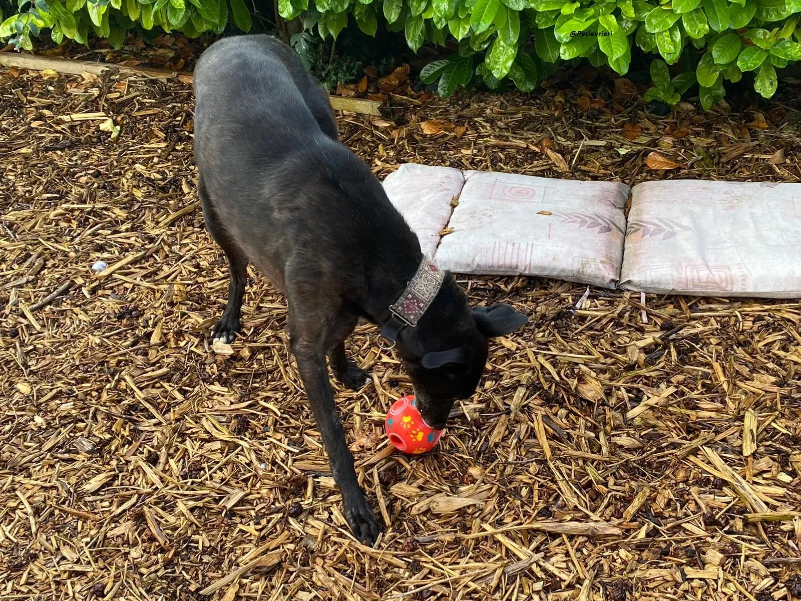 Messiah.greyhound.adozione levrieri 11