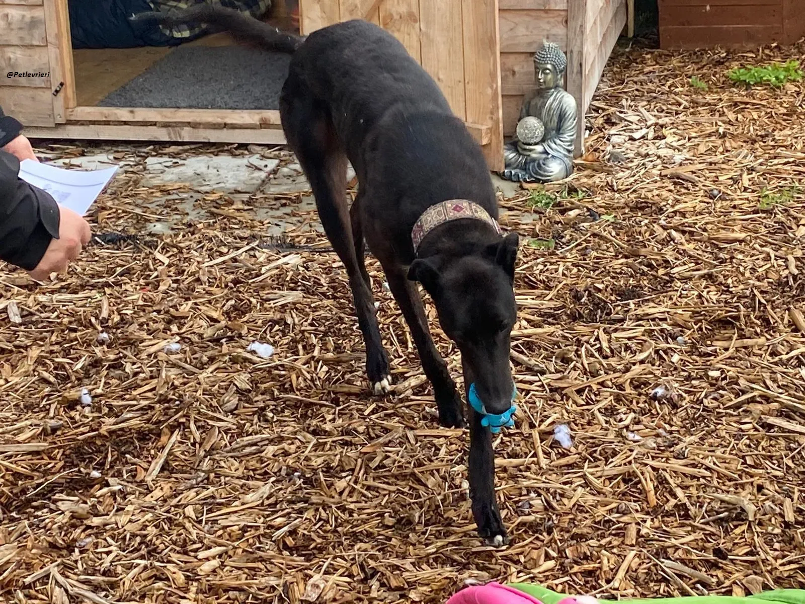 Messiah.greyhound.adozione levrieri 12