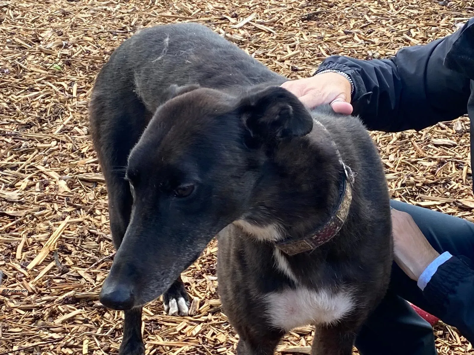 Messiah.greyhound.adozione levrieri 13