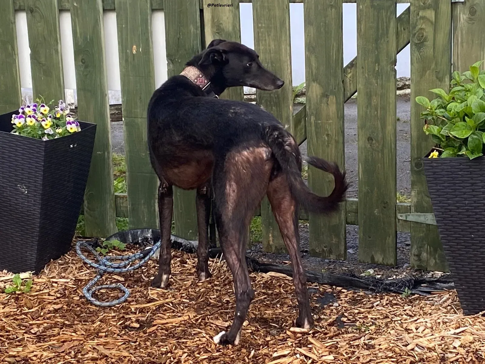 Messiah.greyhound.adozione levrieri 2