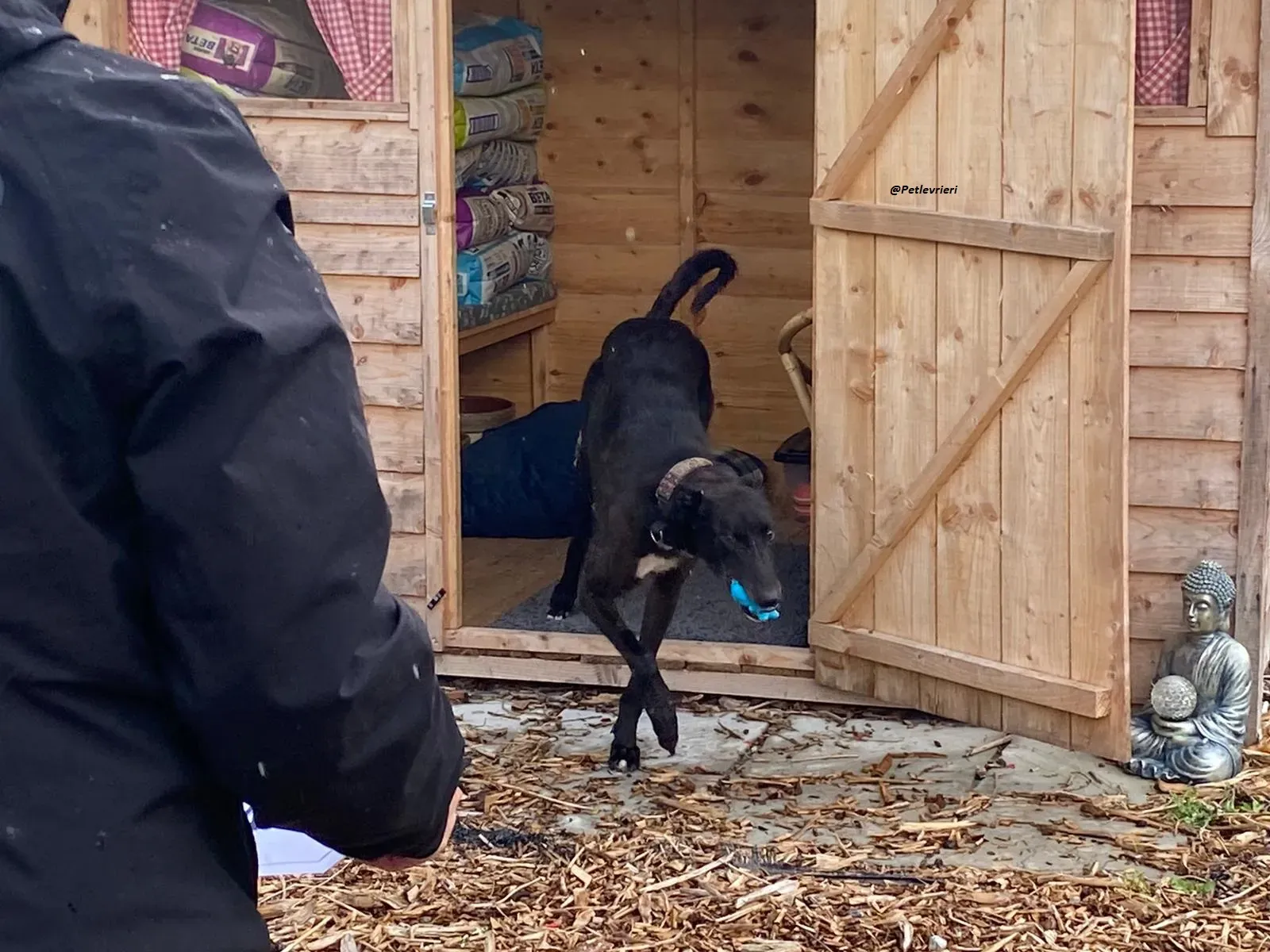 Messiah.greyhound.adozione levrieri 3