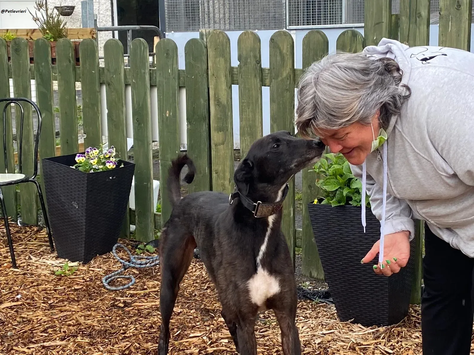 Messiah.greyhound.adozione levrieri 4