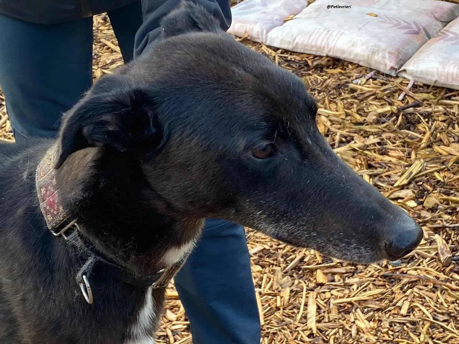 Messiah.greyhound.adozione levrieri 5