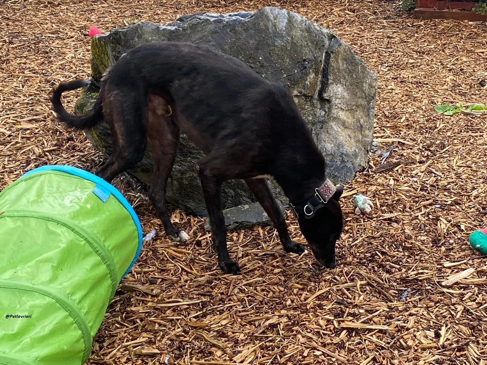 Messiah.greyhound.adozione levrieri 6