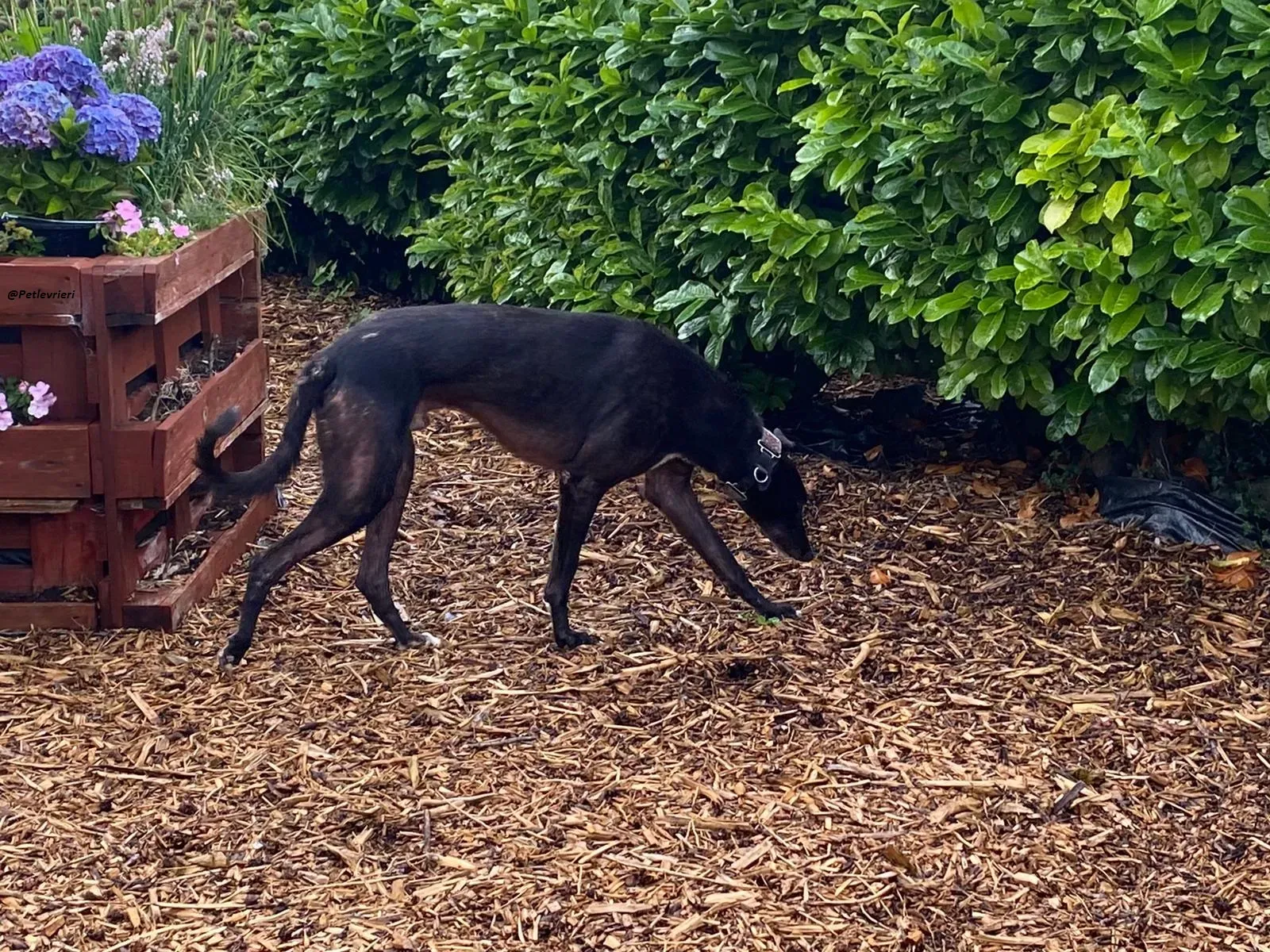 Messiah.greyhound.adozione levrieri 7