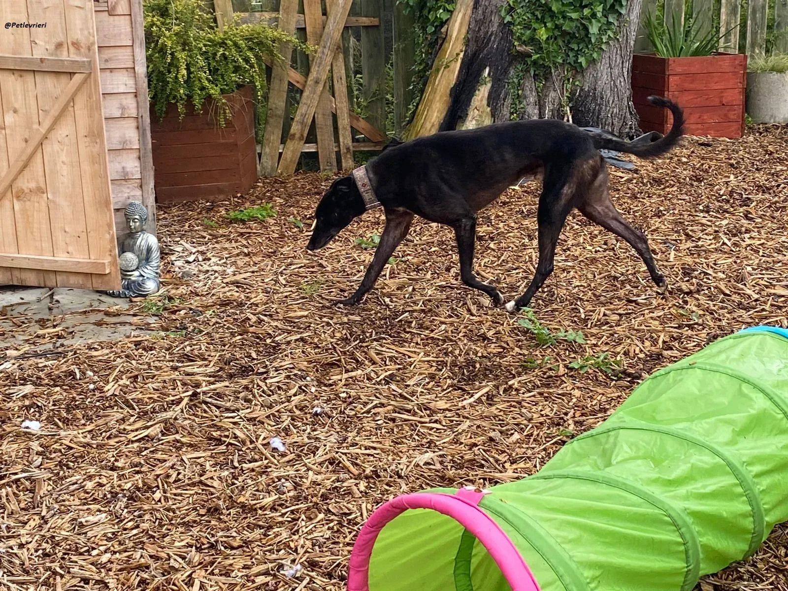 Messiah.greyhound.adozione levrieri 8