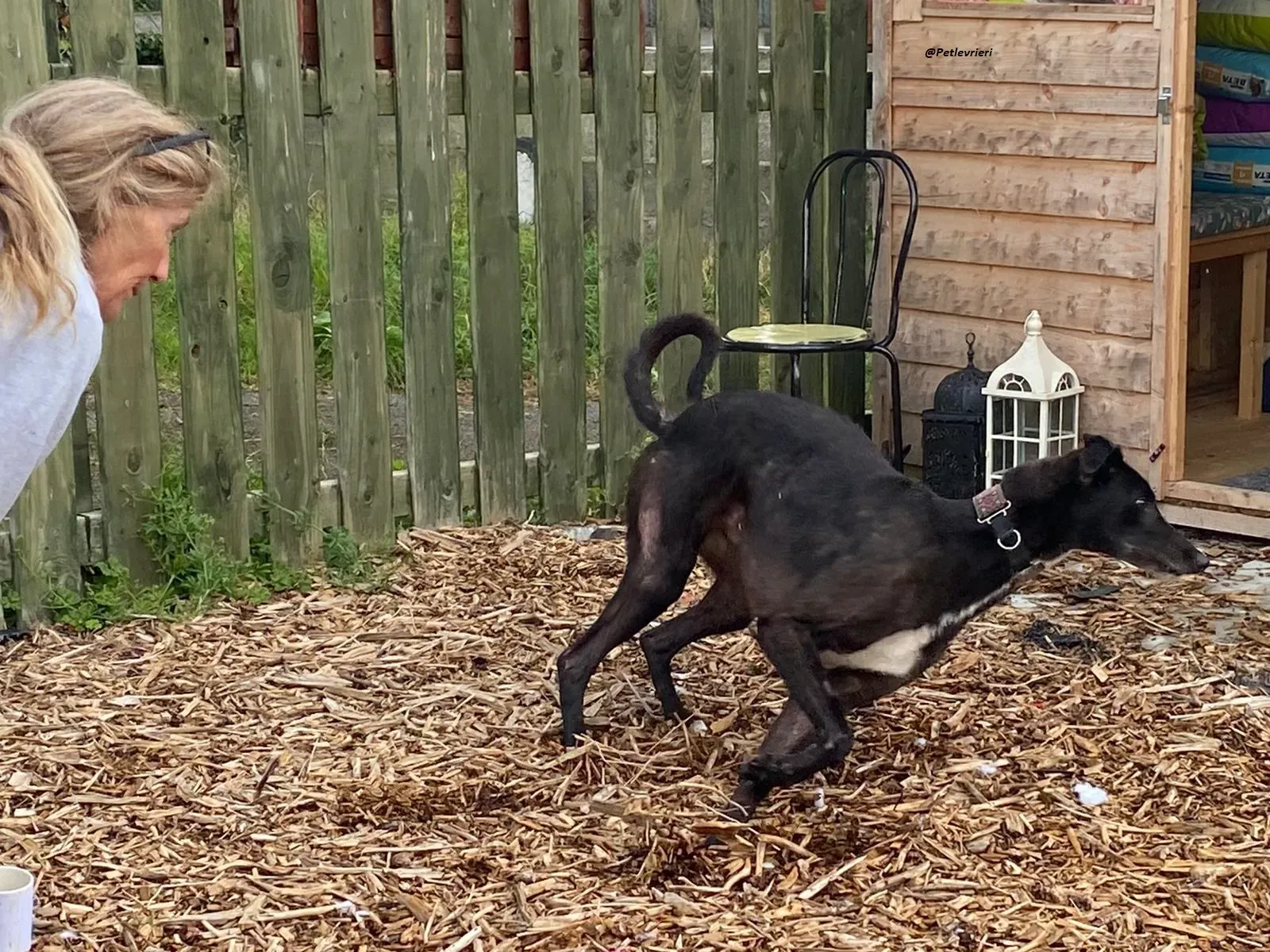 Messiah.greyhound.adozione levrieri 9