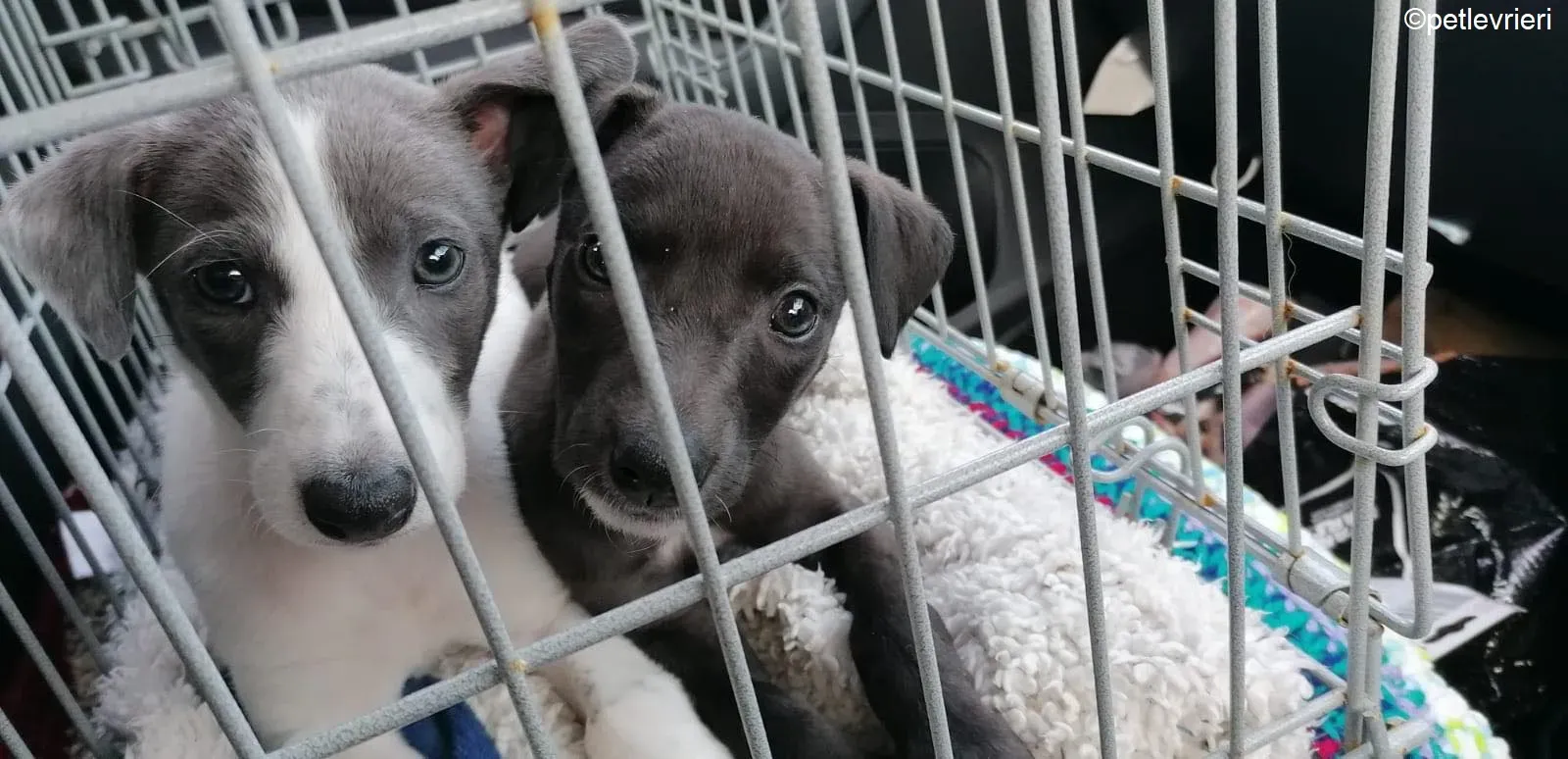 Mia Mandy adozione levrieri greyhound 1