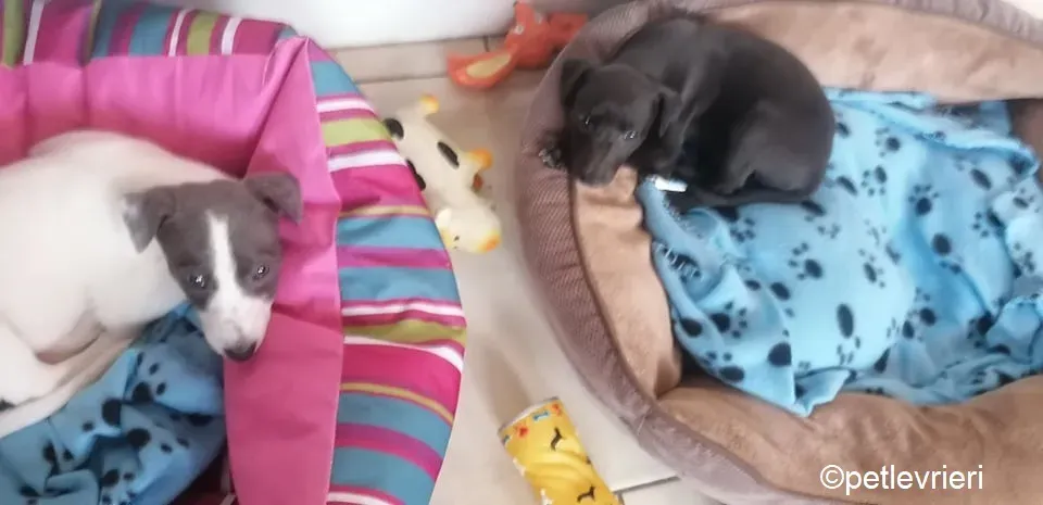 Mia Mandy adozione levrieri greyhound 2