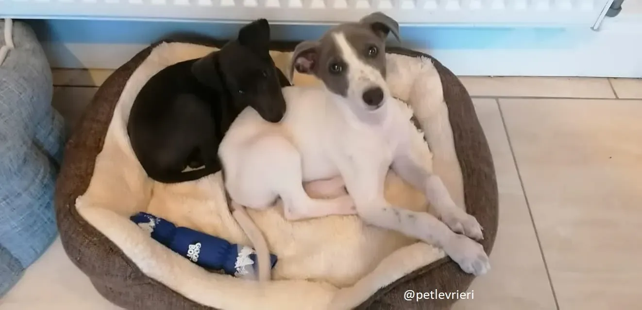 Mia Mindy adozione greyhound 1