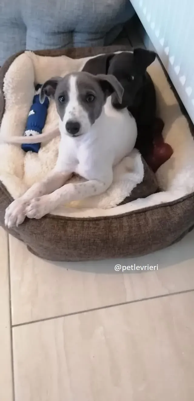 Mia Mindy adozione greyhound