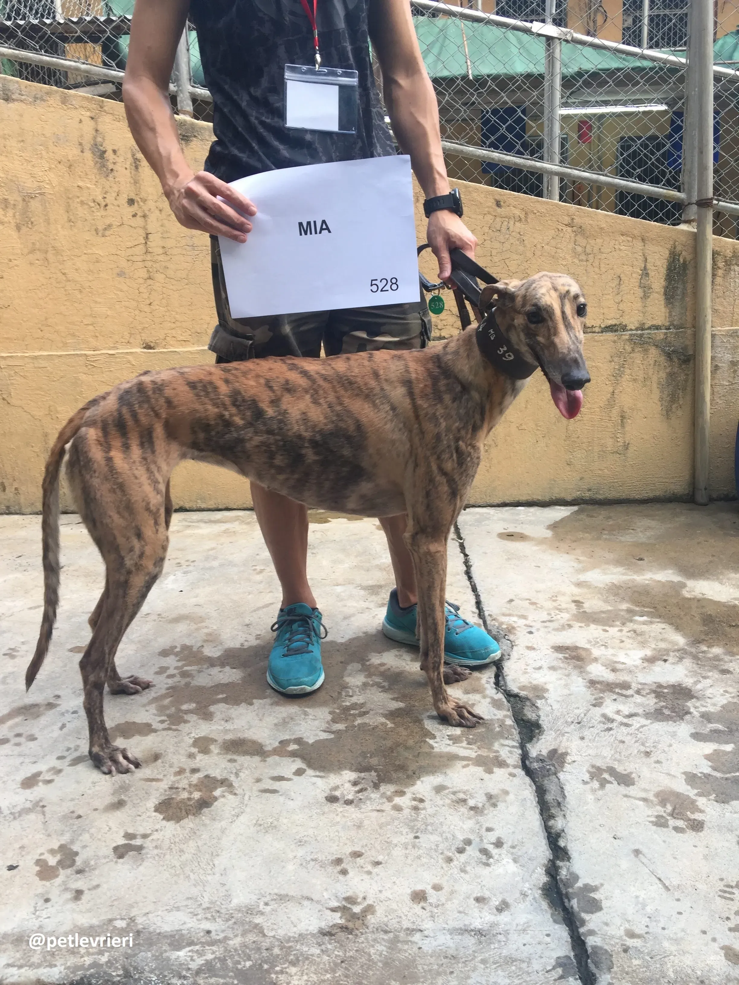 Mia adozione greyhound macao 1