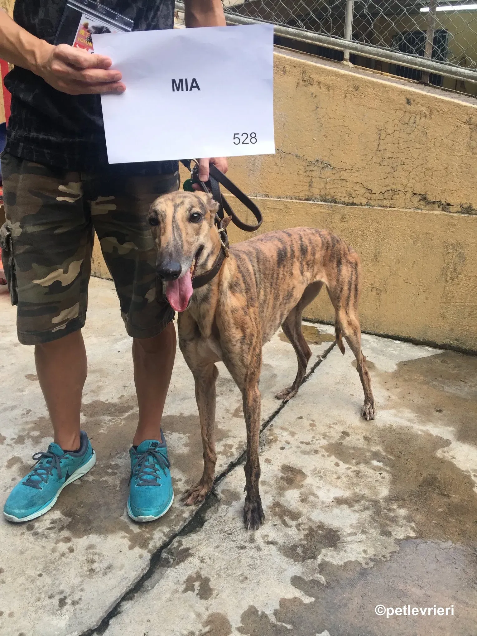 Mia adozione greyhound macao 3