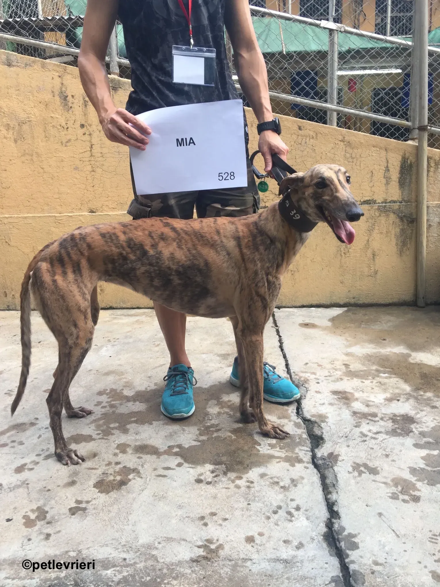 Mia adozione greyhound macao 4